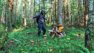 ЭТО МАКСИМАЛЬНЫЙ ШОК! ПОЕХАЛ НА РАЗВЕДКУ И НАТКНУЛСЯ НА ГОРУ ГРИБОВ! ПОДОСИНОВИКИ КОЛОСОВИКИ 2024