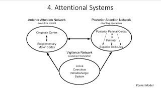 8.4. Attentional Systems, Fundamentals of Cognitive Neuroscience Course, Session 8, Part 4