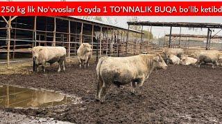 Uy sharoitida AVLIKOL no'vvoslar boqish sirlari 1 TO'NNALIK BUQALAR