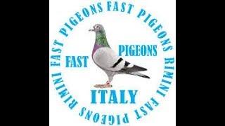 FCI FAST PIGEONS RIMINI - MUSISZ TAM BYĆ