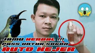 WAJIB Coba Sihh.!!! JAMU HERBAL Pass Buat Sogon || Auto Kejer 