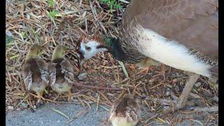 Third Day of 4 July Peachicks