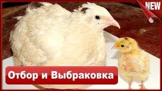 Перепела Техас отбор и выбраковка. Особенности содержания и выращивания перепелов.