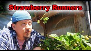 Strawberry Runners Explained, How To Grow Strawberries From Runners