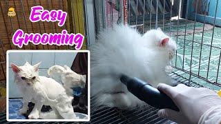 How to Grooming Cat Simply Way !