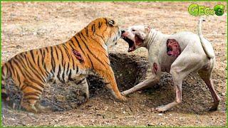 35 Ruthless When Dogs Are Attacked By Tigers, Leopards, Lions... | Animal Fight