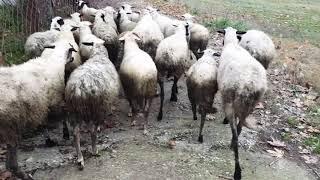 Разведение ОВЕЦ. Какая выгода от овец?! Овцеводство ПЛЮСЫ и МИНУСЫ