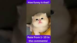 Funny cats meme #shorts