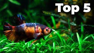 Top 5 Betta Tank Mates