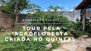 TOUR AGROFLORESTA CRIADA NO QUINTAL DE CASA.#agrofloresta #jardim #quintal