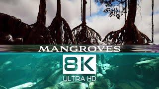 MANGROVE HABITATS: 8K Nature Documentary | Cine Animals