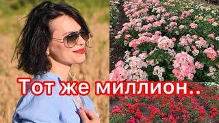 Эпизод II. Цветут миллион цветов сразу.maryroses.ru