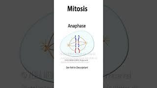 Mitosis Animation  #science #medicalanimation #celldivision  #biology #mitosis #cellbiology