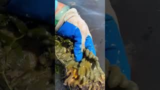 Check out the crazy looking sponges growing on my clam net! #sponge #marinelife #clamming #clam