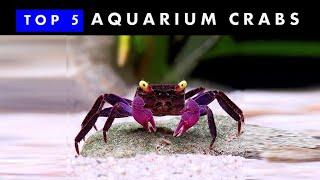 TOP 5 Aquarium Crabs | Knowing & Caring