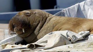 Власти Норвегии усыпили самку моржа Фрею за игры у набережных