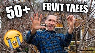 they told me NOT to plant this many FRUIT TREES in my BACKYARD!