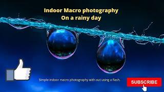 macro photography (on a rainy day)