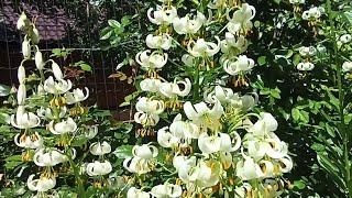 Сроки цветения лилий разных групп: Мартагоны, Азиатские, Восточные,ЛА, ОТ-гибриды, более 50 сортов.