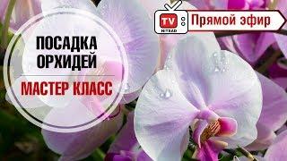 Как пересадить орхидею?  Мастер класс в прямом эфире