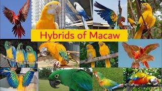 Hybird Macaws / Types of hybrid macaws / hybird Macaws you never seen before / WORLD of FEATHER'S