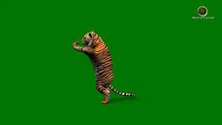 Tiger Dancing Green Screen HD