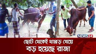 থাপ্পড় ছাড়া শান্ত হয় না রাজুর রাজা | Rajur Raja | Big Cow | News24 Special