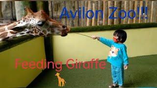 Avilon Zoo | Quick Fam Trip | FamBam 2021 | Animals | Adamventures PH