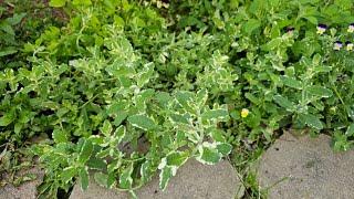 Plant of The Week, Mint, Should You Grow It, and Can You Contain It