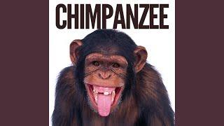 Chimpanzee Monkey Sound Effect Ringtone