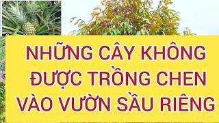 Những cây không bao giờ được trồng xen vào vườn sầu riêng, bà con cần lưu ý!