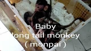 Go to the animal market look for monkeys , lovely fauna youtube channel