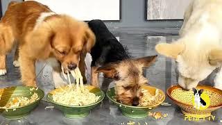 Puppies Food Review Channel  Petify Dog TV Series 65  #puppies #eatingshow #dogs #Pets