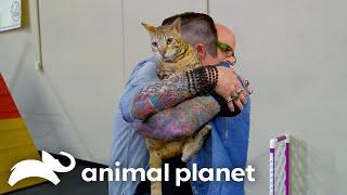 Crazy Cat Opens Doors With His Paws | My Cat From Hell | Animal Planet