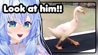 Bro is GRINDING! | Mifuyu Reacts to UNUSUAL MEMES COMPILATION V258