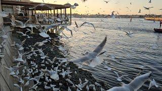 6pm Dubai UAE Walk: "Feeding a Seagull Birds" at Dubai Creek Al Fahidi & DTPC (02.19.'24: 4K-UHD)