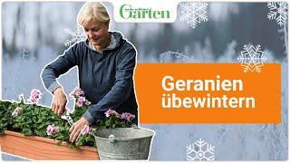 Geranien überwintern: Die beste Methode