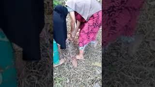 Panen Ubi kayu | Berkebun | ibu ibu pekebun