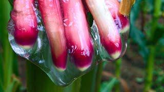 This Slime Could Change The World | Planet Fix | BBC Earth Science