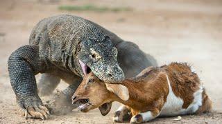 Komodo dragon eating goat alive