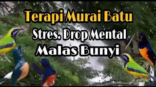 TERAPI MURAI BATU , STRES..DROP MENTAL ,MALAS BUNYI,,AGAR BUNYI KEMBALI,,BANGKIT LAGI MENTAL NYA