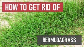 How to Get Rid of Bermudagrass (as an invasive weed) [DIY Pest Control]