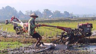 KUBOTA vs YANMAR!! JOKI MUDA dan JOKI CILIK TRAKTOR SAWAH QUICK MENGGARAP LAHAN BERBARENGAN