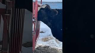 “I’ll have sum”  #farming #farm #cows #funny #perfecttiming y