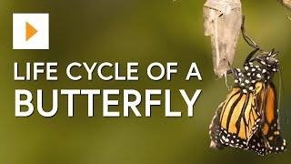 The Life Cycle of a Butterfly - Science for Kids