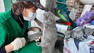 A Mother Cat Crying and Begs Me to Help Her Kittens | Just Unbelievable! | Animal Family