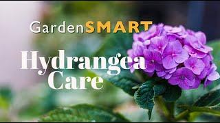 GardenSMART Tips,  Hydrangeas @ Gibbs Gardens