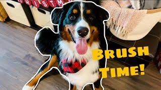 Brushing A Bernese Mountain Dog | Furminator Review