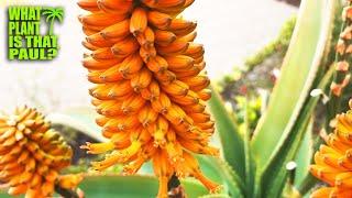 Aloe thraskii - This winter-blooming species has yellow flowers that have orange anthers. STUNNING.