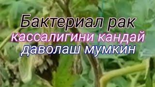 Помидорда бактериал касалликни кандай даволаса булади .